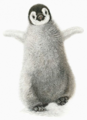 Christmas cards: "Emperor Penguin Chick"