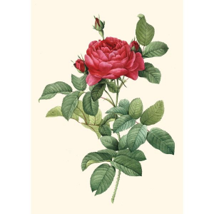 Doppelkarte "Redoute, Rosa gallica (pontiana)"