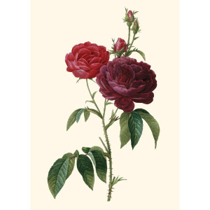 Doppelkarte "Redoute, Rosa gallica"